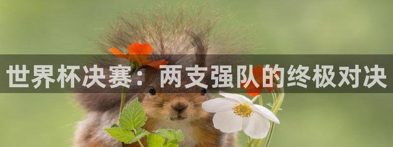 世界杯预选赛排名:世界杯决赛:两支强队的终极对决