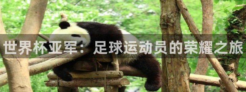 世界杯预选赛赛程表:世界杯亚军:足球运动员的荣耀之旅